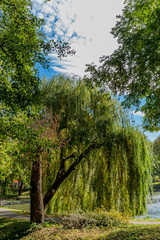 image of a Weeping Willow tree on a sunny autumn day with a blue sky and white clouds in Voerendaal South Limburg in the Netherlands Holland