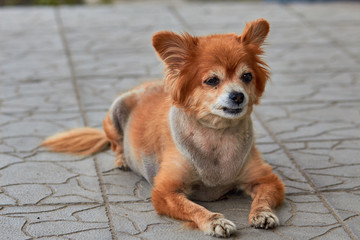 The homeless dog. The dog lies on the ground. Old dog with a sad look. Red-haired dog on the street. The old  doggy lies on the sidewalk. A stray doggie lies on the street. Sad look of a doggie.