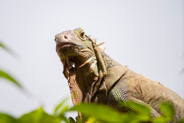 Ящерица / Lizard