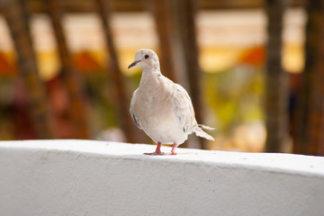 Птица / bird
