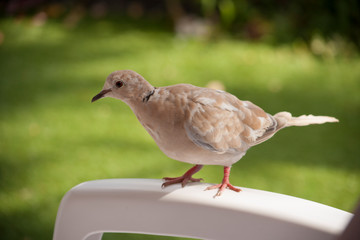 Птица / bird