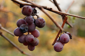 Wisząca kiść ciemnego winogrona jesienią