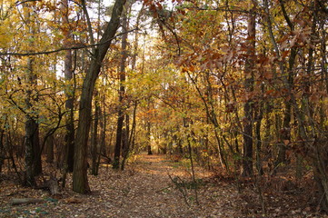 Kolorowy las jesienią 