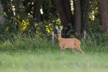 Roebuck - buck (Capreolus capreolus) Roe deer - goat