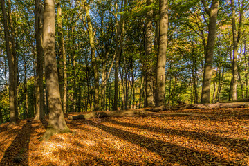 beautiful autumn day in the forest with sunlight coming through the trees creating shadows in Spaubeek in South Limburg in the Netherlands Holland