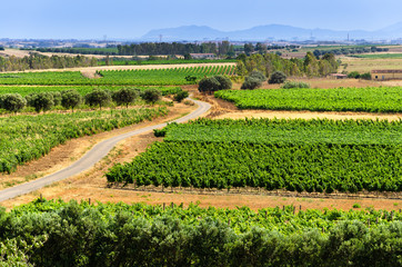 Paesaggio di vigne in Italia