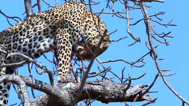 An old and experienced female leopard licks the blood from her limbs after a successful hunt - captured in the Greater Kruger National Park