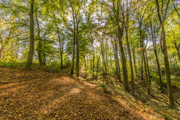 Fototapeta premium Young trees with slender trunks on a hill in the forest, dry leaves covering the ground, sunny autumn day with the sun's rays passing through the tree branches in Spaubeek, South Limburg, Netherlands