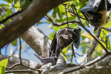 Australian fruit bat