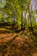Fototapeta premium beautiful autumn day in the forest in Spaubeek in South Limburg in the Netherlands Holland