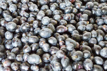 Blue grapes Moldova