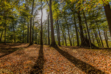 Sunlight passes through yellow-green foliage of huge trees creating shadows, ground covered with dry leaves, sunny autumn day in nature reserve in Spaubeek, South Limburg, The Netherlands