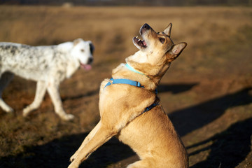 Shepherd catches a treat in a jump. walk in the field with other dogs.