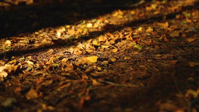 Falling stick from a birch tree captured in super slow motion 120 fps to the ground in the middle of a forest with a grabbed autumn leaf.