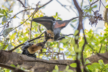 Australian fruit bat