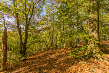 Wooded landscape with hill with fallen leaves on ground between trees, sunlight between the yellowish-green foliage creating shadows, sunny autumn day in Spaubeek, South Limburg in the Netherlands