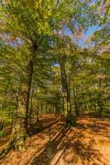 Forest landscape with trees with yellowish-green foliage with their shadows reflected on ground, Dutch countryside in nature reserve, sunny autumn day in Spaubeek, South Limburg in the Netherlands