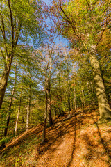 Slope of a hill with trees with yellowish-green foliage against a blue sky, wooded landscape in the Dutch countryside in a nature reserve, sunny autumn day in Spaubeek, South Limburg, Netherlands