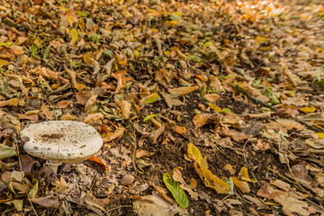 image of a white mushroom in in the middle of the forest in Spaubeek in South Limburg in the Netherlands Holland, copy space