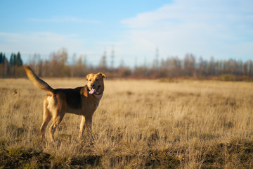 dog in the field. on a walk on a bright, nice afternoon. with blue sky