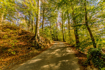 Fototapeta premium Rural road among abundant wild vegetation, sunlight through trees with green foliage and creating shadows, wooded landscape in nature reserve, sunny day in Spaubeek, South Limburg in the Netherlands