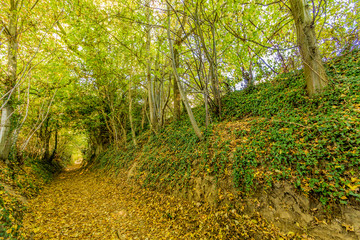 Fototapeta premium Country path through forest among autumnal trees, abundant dry leaves on ground, tunnel formed by wild vegetation in background, sunny autumn day in Spaubeek, South Limburg, The Netherlands