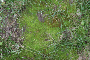 Moss grass close up natural ordinary