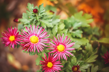 Obraz premium flowers in the garden