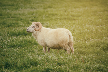 A single sheep grazing in a green grass meadow in Iceland