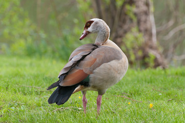 Nilgans