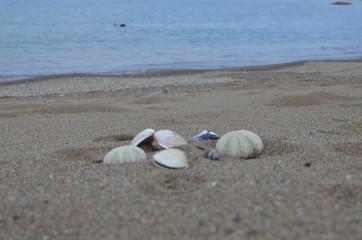 shell on the beach