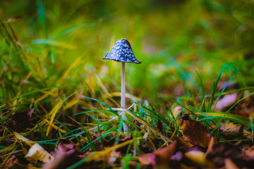 Mushroom Coprinus picaceus in green grass background