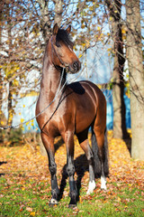  dark bay sportive welsh pony stallion posing near autumn trees