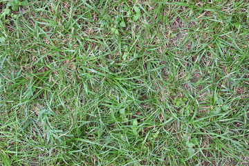 Grass close up natural ordinary lawn park