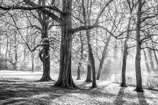 Wooded landscape with bare trees next to a stream, sunlight breaking through the fog in blurred background, cold morning on a wonderful day in the city of Bruges, Belgium. Black and white photography
