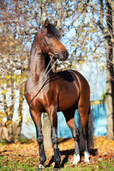  dark bay sportive welsh pony stallion posing near autumn trees