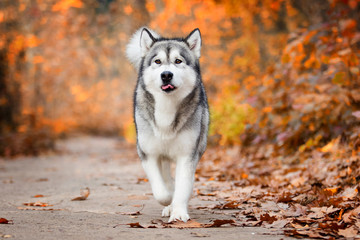 Malamute dog outdoors