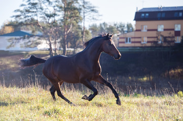 running dark bay sportive welsh pony stallion at freedom