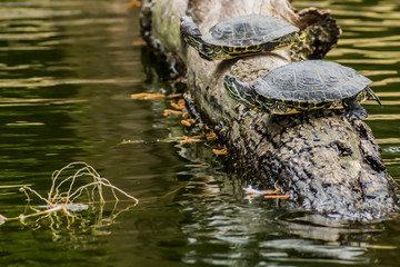 Two red-eared sliders on a tree trunk in a pond relaxingly sunbathing, reflection in water surface in blurred background, sunny day in a nature reserve. Space for text