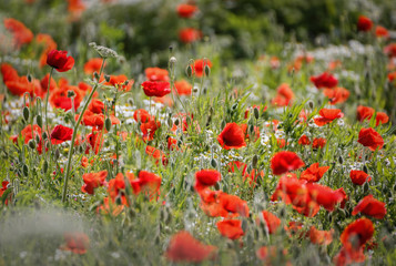poppy field close group of poppies and poppy buds mixed with wild daisies