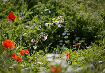 Wild red campion and  close group of poppies mixed with wild daisies
