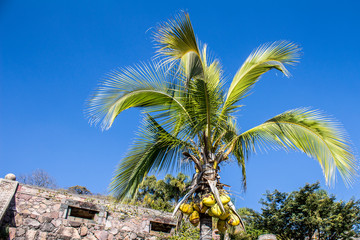 Fototapeta na wymiar beautiful image of a palm tree with coconuts on a wonderful and sunny day with an intense blue sky in Chapala Jalisco Mexico