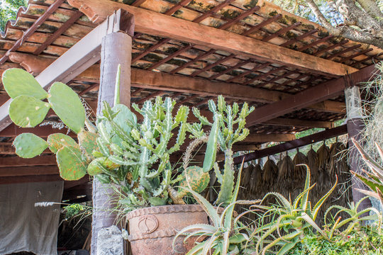 image of cactus in pots on a terrace with shingle roof on a wonderful day in Chapala Jalisco Mexico