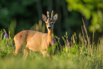 Roebuck - buck (Capreolus capreolus) Roe deer - goat