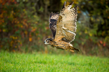 Uhu im Flug