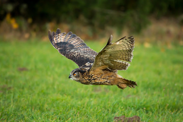 Uhu im Flug