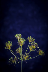 Fennel Flower