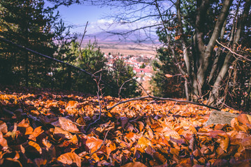 autumn in the forest