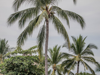 Group of palm trees of different sizes against a gray cloudy sky in the background, thin trunk, green leaves, leaf scars, trees with green foliage, cloudy tropical day in Manzanillo, Colima Mexico