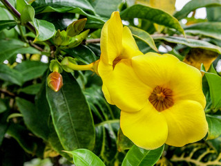Obraz na płótnie Canvas Front close-up of a yellow flower of a Wilkens bitter plant or Allamanda cathartica against another flower and green leaves in a blurred background, sprouting a small brown buds, sunny day